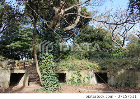 荒島薩魯島 37157511