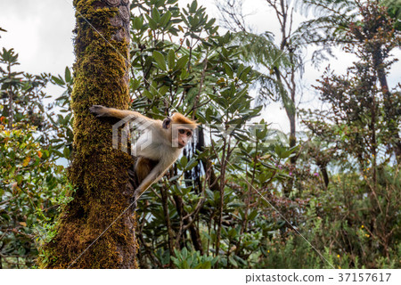 Srilankan toque macaque or Macaca sinica in jungle Srilankan toque macaque or Macaca sinica in jungle 37157617