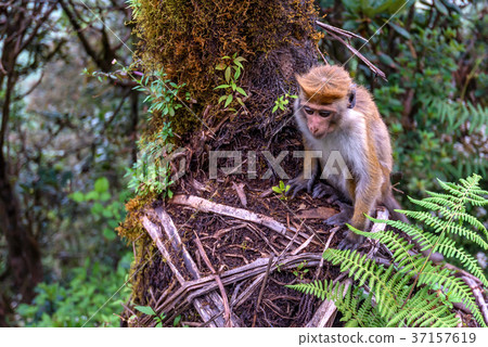 Srilankan toque macaque or Macaca sinica in jungle Srilankan toque macaque or Macaca sinica in jungle 37157619