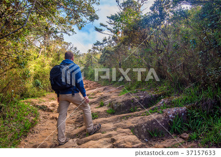 Man walks in Horton Plains Man walks in Horton Plains 37157633