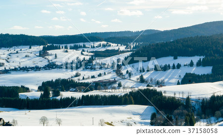 Coniferous forest of the Black Forest in Germany. Coniferous forest of the Black Forest in Germany. 37158058