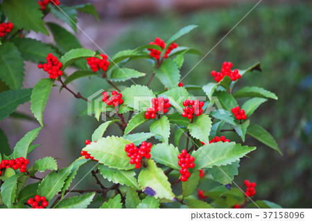 Red One Thousand 37158096