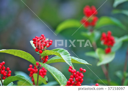 Red One Thousand 37158097