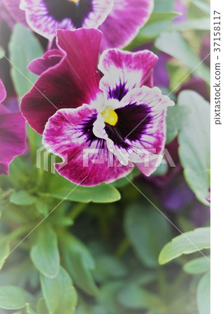 Pansy Pansy 37158117