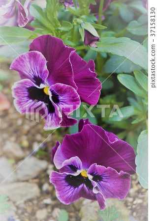 Pansy Pansy 37158130