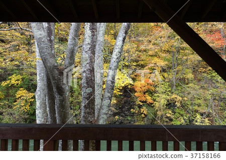 友淵秋葉，取自洞爺 37158166