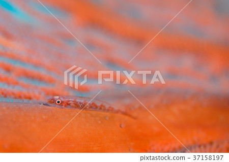 海膽和蝦虎魚 海膽和蝦虎魚 37158197