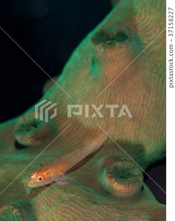 Isohaze Isohaze 37158227