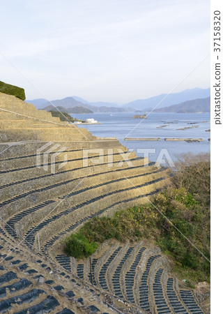 [愛媛縣宇和島市]湯子的梯田 37158320