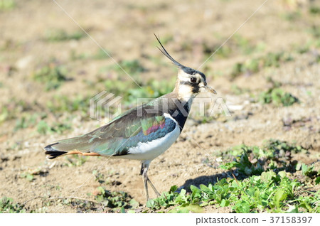 冬季信使塔格里 冬季信使塔格里 37158397