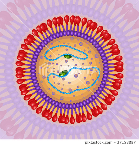 Colourful Parvovirus b19 particle structure - 스톡일러스트 [37158887] - PIXTA