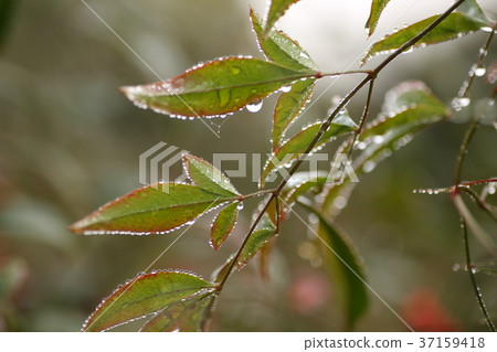 Southern sky leaves Southern sky leaves 37159418