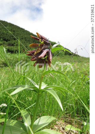 Black lily 37159621