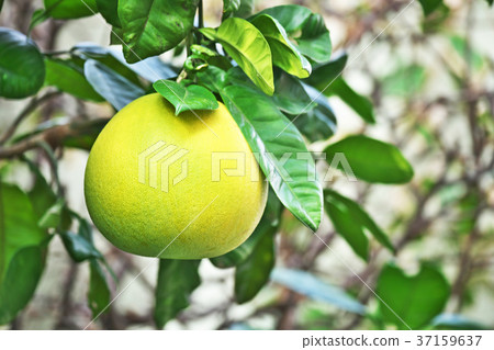 Bontan色黃色 37159637