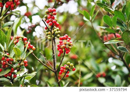 紅色Mochinaki果子 37159794