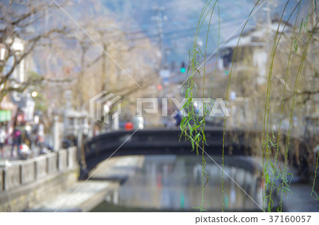 城崎柳樹 城崎柳樹 37160057