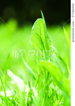 Spring grass Spring grass 37160489