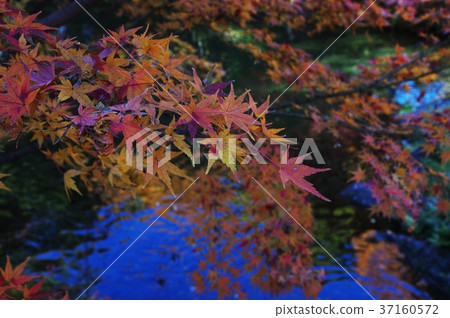 德川家的秋葉 37160572