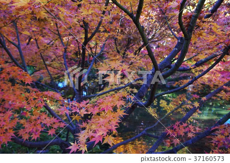 Tokugawaen Autumn leaves 37160573