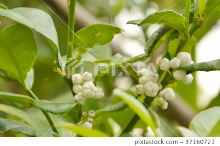 Kaffir lime flower tropical plant and herb Kaffir lime flower tropical plant and herb 37160721