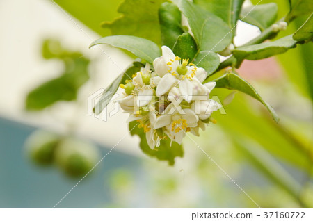 Kaffir lime flower tropical plant and herb Kaffir lime flower tropical plant and herb 37160722