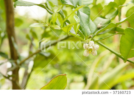 Kaffir lime flower tropical plant and herb Kaffir lime flower tropical plant and herb 37160723