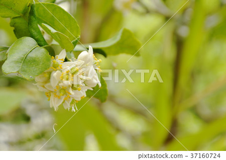 Kaffir lime flower tropical plant and herb  37160724