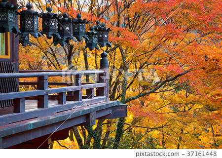 Autumn leaves Autumn leaves 37161448