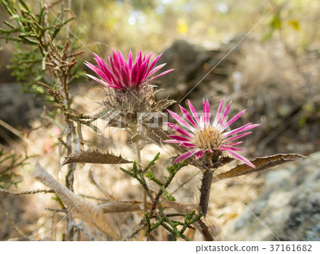 Magenta flowers on dry terrain in Akamas, Cyprus 37161682