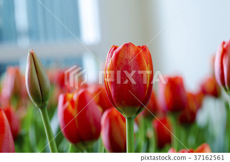 Flower tulips background. Beautiful view of tulips Flower tulips background. Beautiful view of tulips 37162561