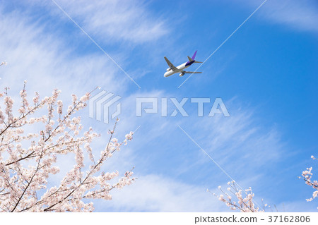 Cherry blossoms and airplane Cherry blossoms and airplane 37162806