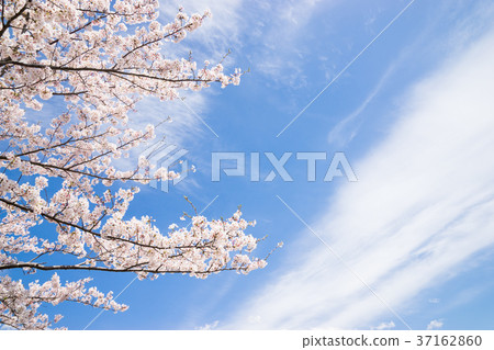 Cherry blossom 37162860
