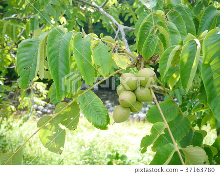 Walnut tree Walnut tree 37163780