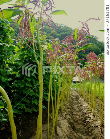 Amaranthus Amaranthus 37163781