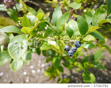 藍莓樹 藍莓樹 37163782