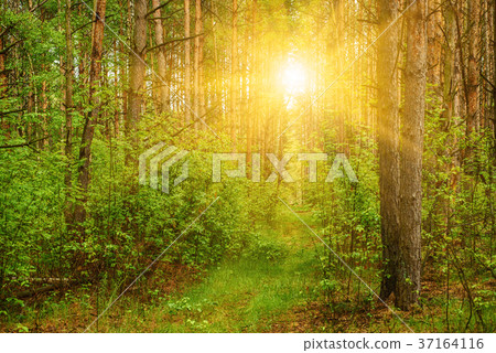 Summer green forest 37164116