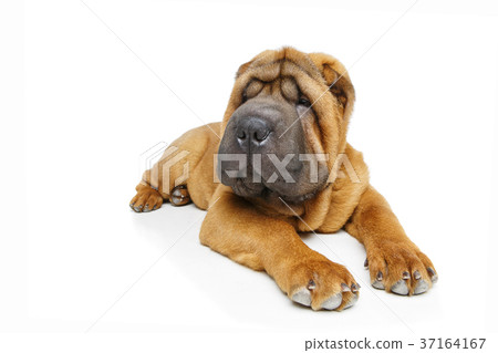 beautiful shar pei puppy 37164167