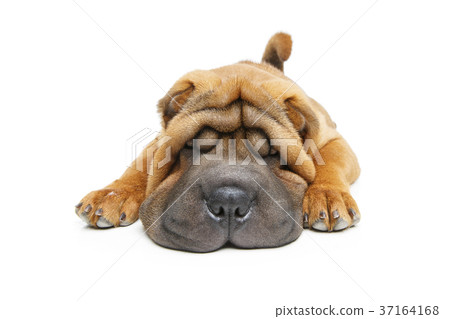 beautiful shar pei puppy 37164168