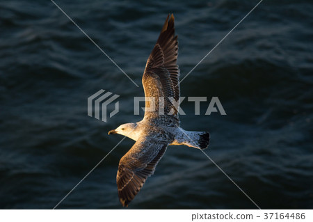 Seagull flying over the sea at sunset Seagull flying over the sea at sunset 37164486