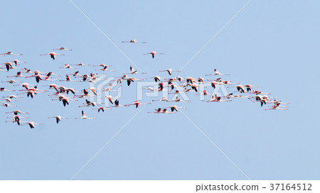 Flock of pink flamingos.Po river lagoon Flock of pink flamingos.Po river lagoon 37164512