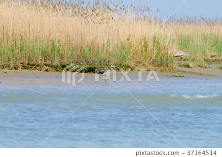 Purple heron close up.Po river lagoon 37164514