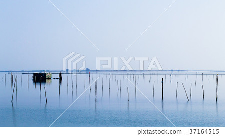 Shellfish farming from Po river lagoon, Italy 37164515