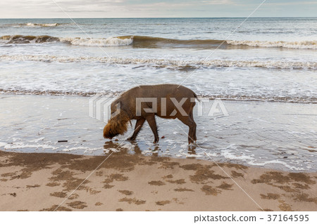 bearded pig walks along the sandy beach 37164595