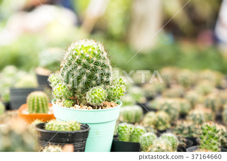 cactus 37164660