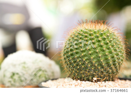 cactus cactus 37164661