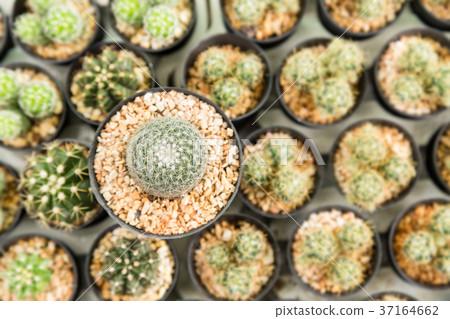 cactus cactus 37164662