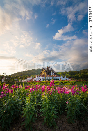 Pink flower gardens with Hor khum luang temple  37164774