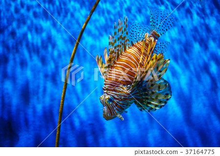 close up lion fish in aquarium with blue  37164775
