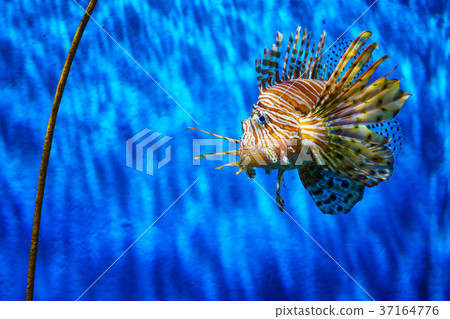 close up lion fish in aquarium with blue close up lion fish in aquarium with blue 37164776