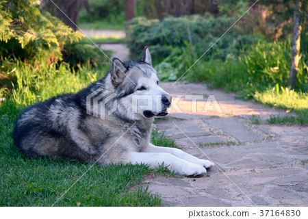 Alaskan Malamute Alaskan Malamute 37164830